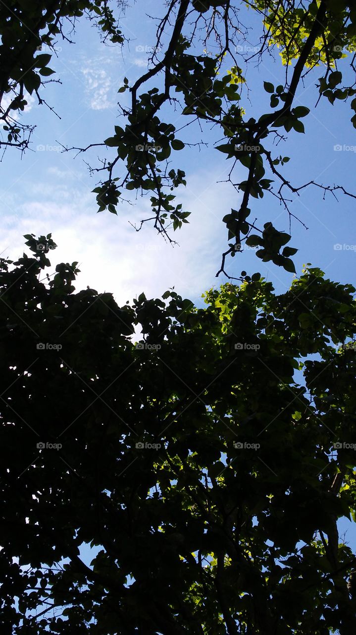 sky. trees. leaves. spring