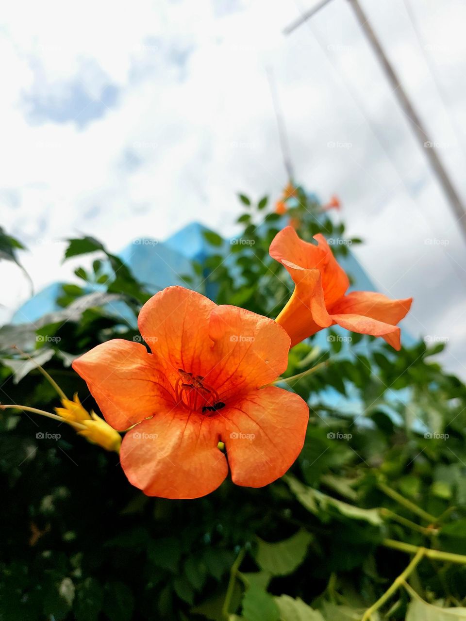 Campsis grandiflora, is a fast-growing, deciduous creeper with large, orange, trumpet-shaped flowers in summer.