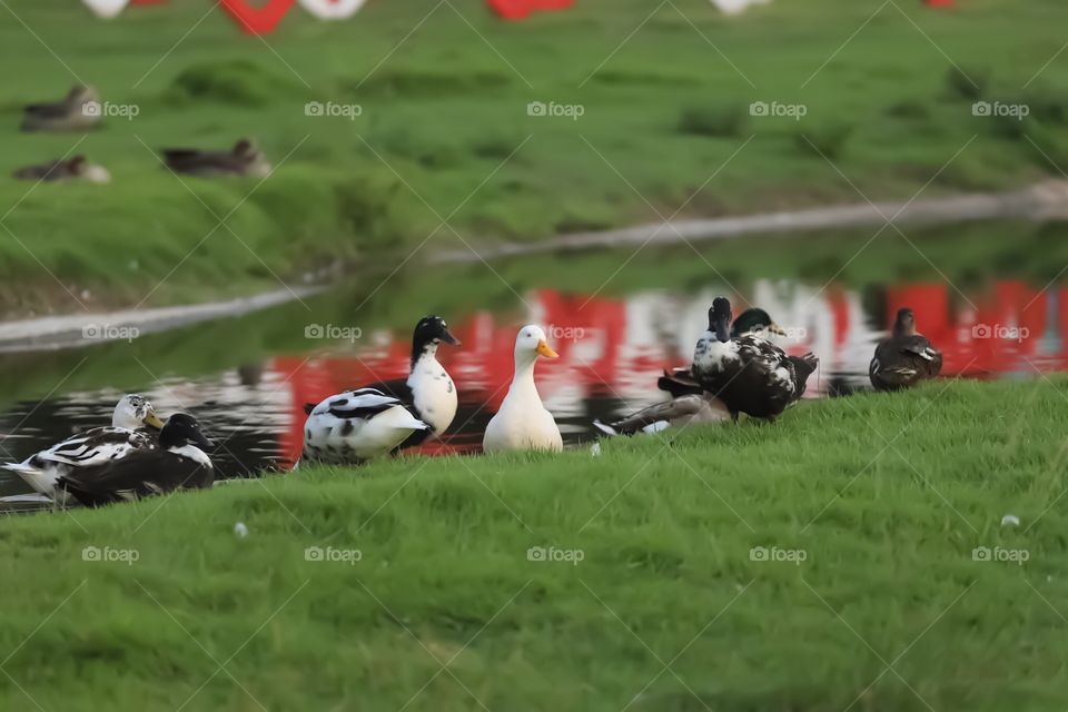 Duck 