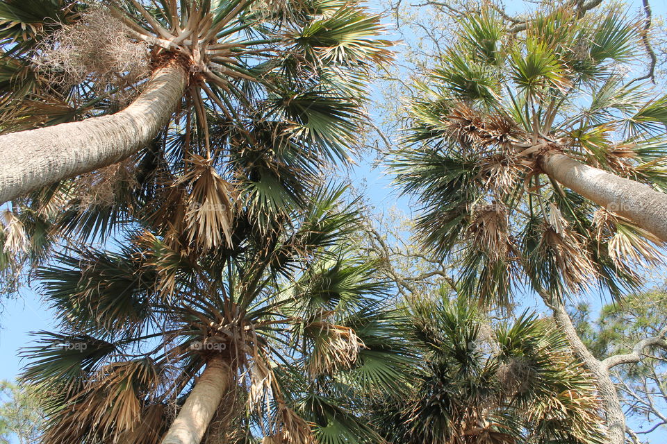 Nice Trees. Beach trees in South Carolina 