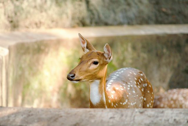 little deer