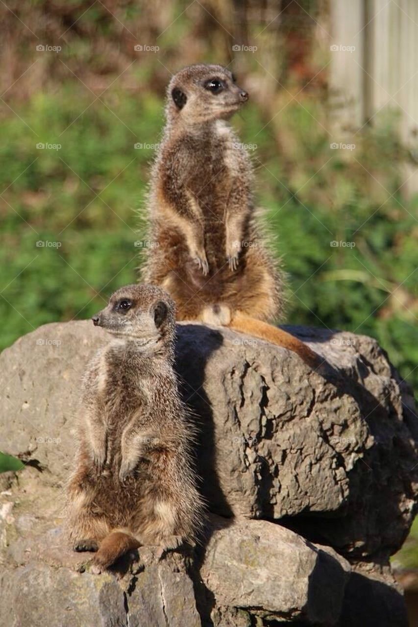 sunbathe meerkat by mikeyh