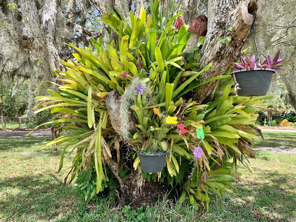 Spring Growth And Celebration With Plants In Southeastern Oak Tree With Spring Lettering In The Wind