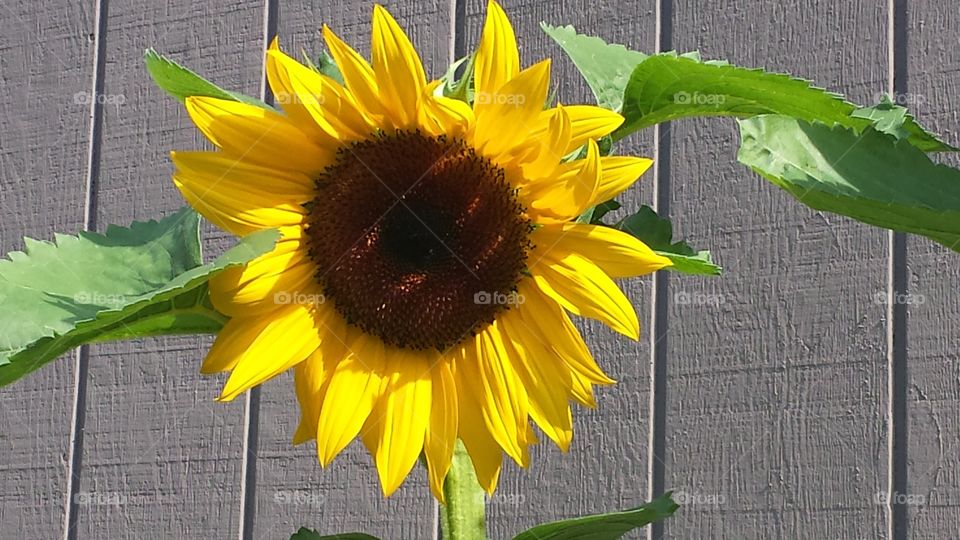 Sunflower  Bloom. blooming  in the garden