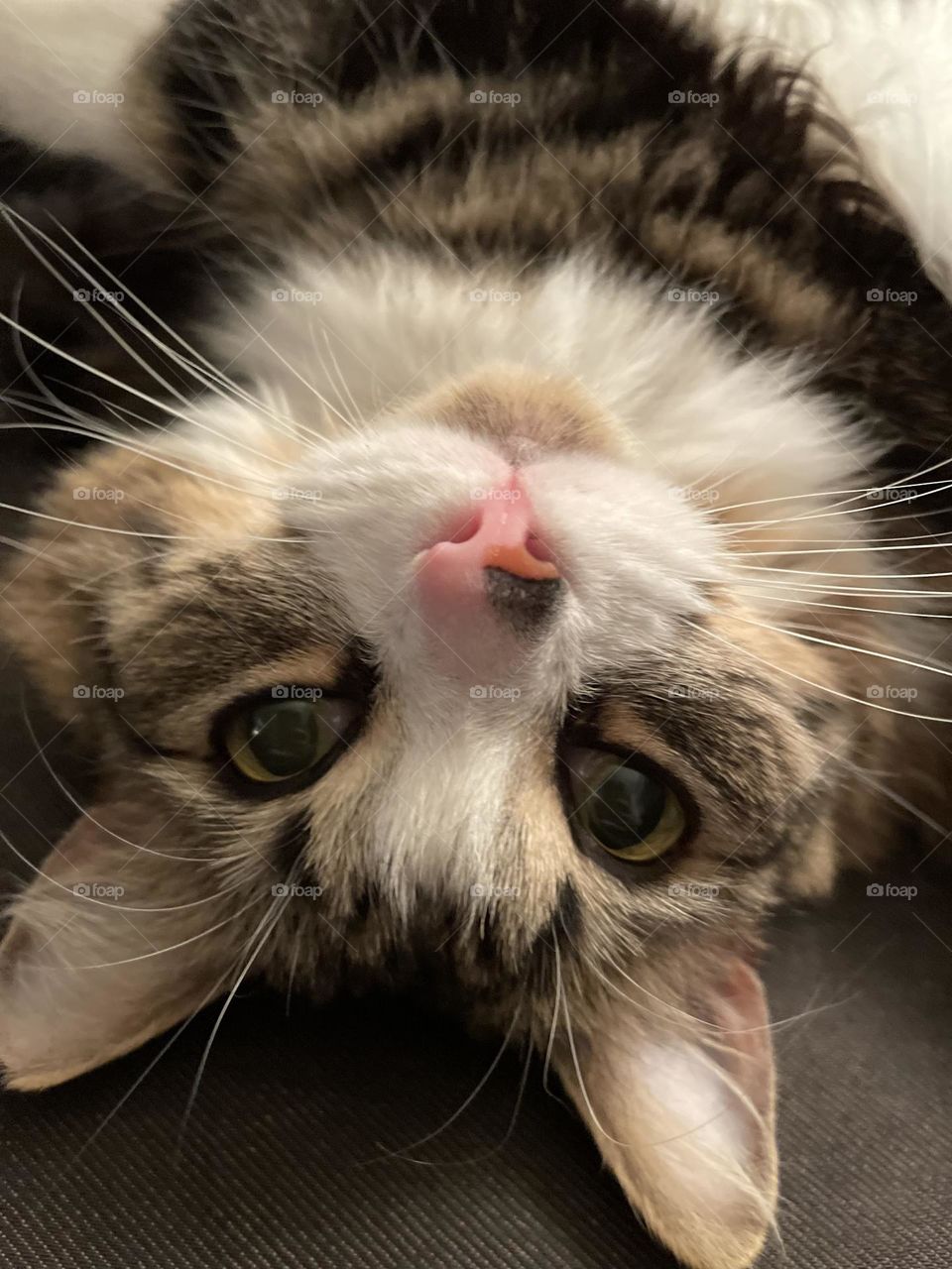 Minnie is a silly kitty and follows be around every where I go. She is funny and so sweet. I love her little mark on her nose and how her ear furnishings swoop out if her ears. 