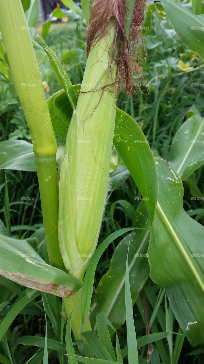 corn. corn in my garden