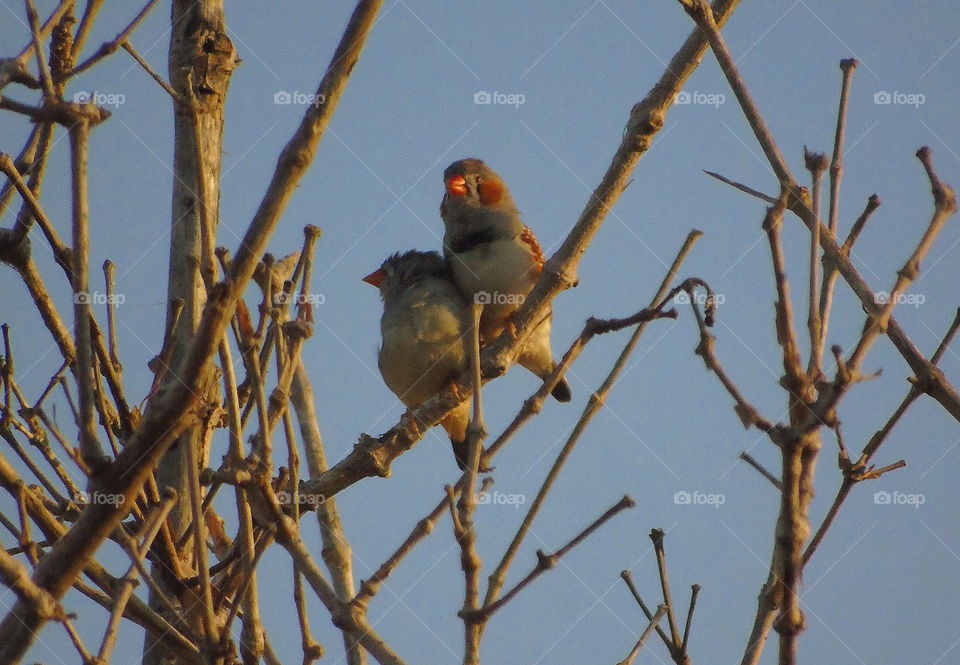 Pair of zebra finch, male and female at the dryng branch of wood to the estuarya pond. And not far from the lined mangrove. Male of its (right), and female of (left) be one with the similar colour of oranje to the bodypart of theirs (beak).