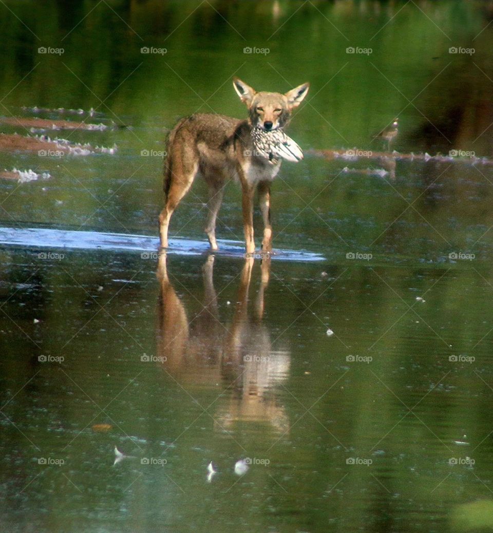 Coyote Wading in Lake with Prey
