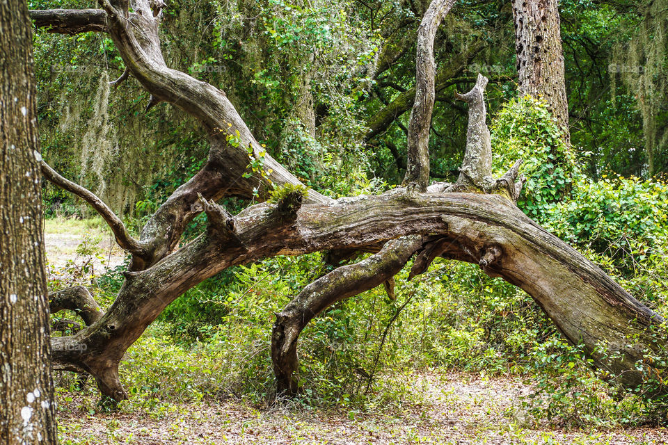 Arching tree in the forest strives to live