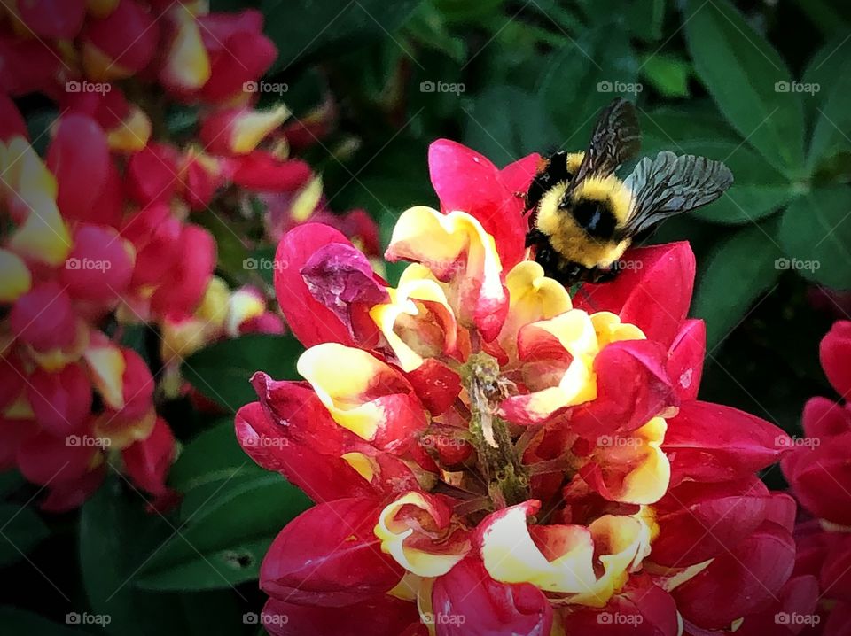 Bumblebee climbing a red and yellow flower