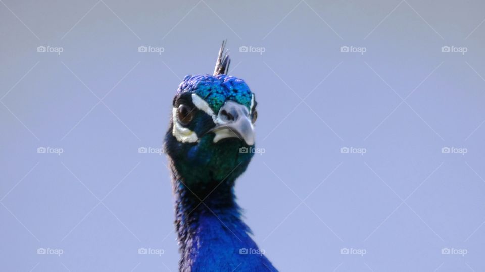 peacock face