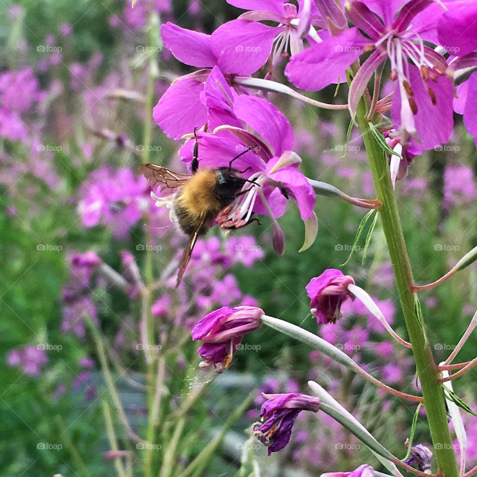 Nature, Flower, Bee, Summer, Insect