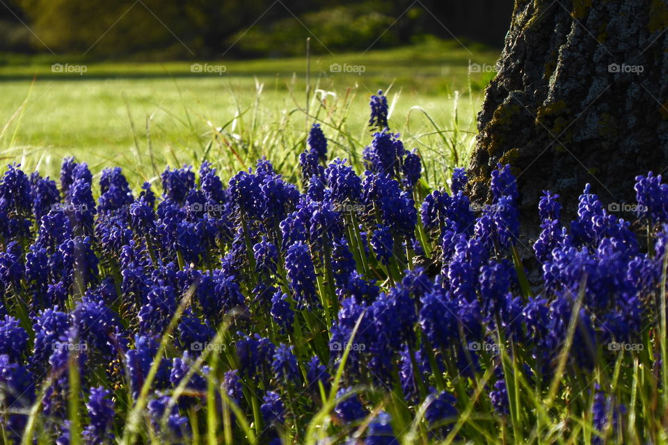 park meadow