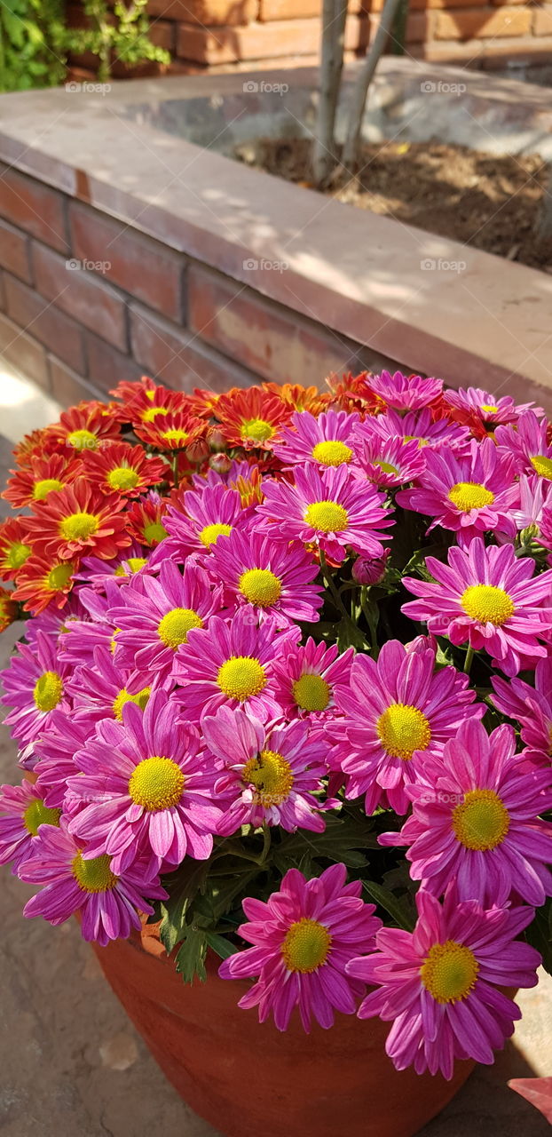 Beautiful flowers