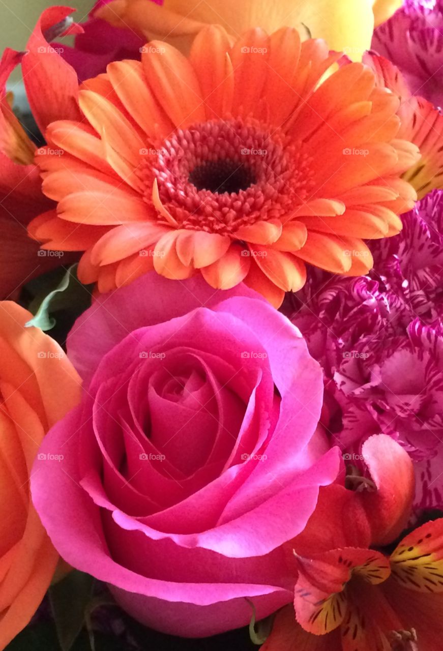 Pink and Orange flowers