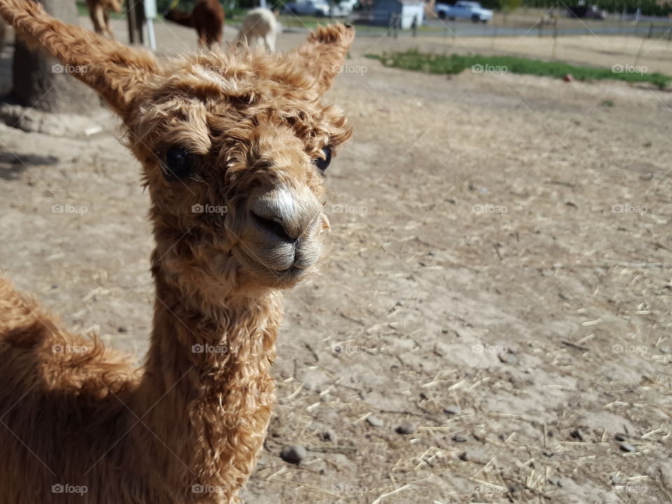 Close-up of alpaca