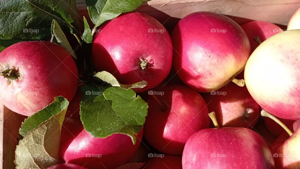 Red apple