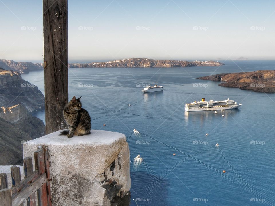 cat in the landscape