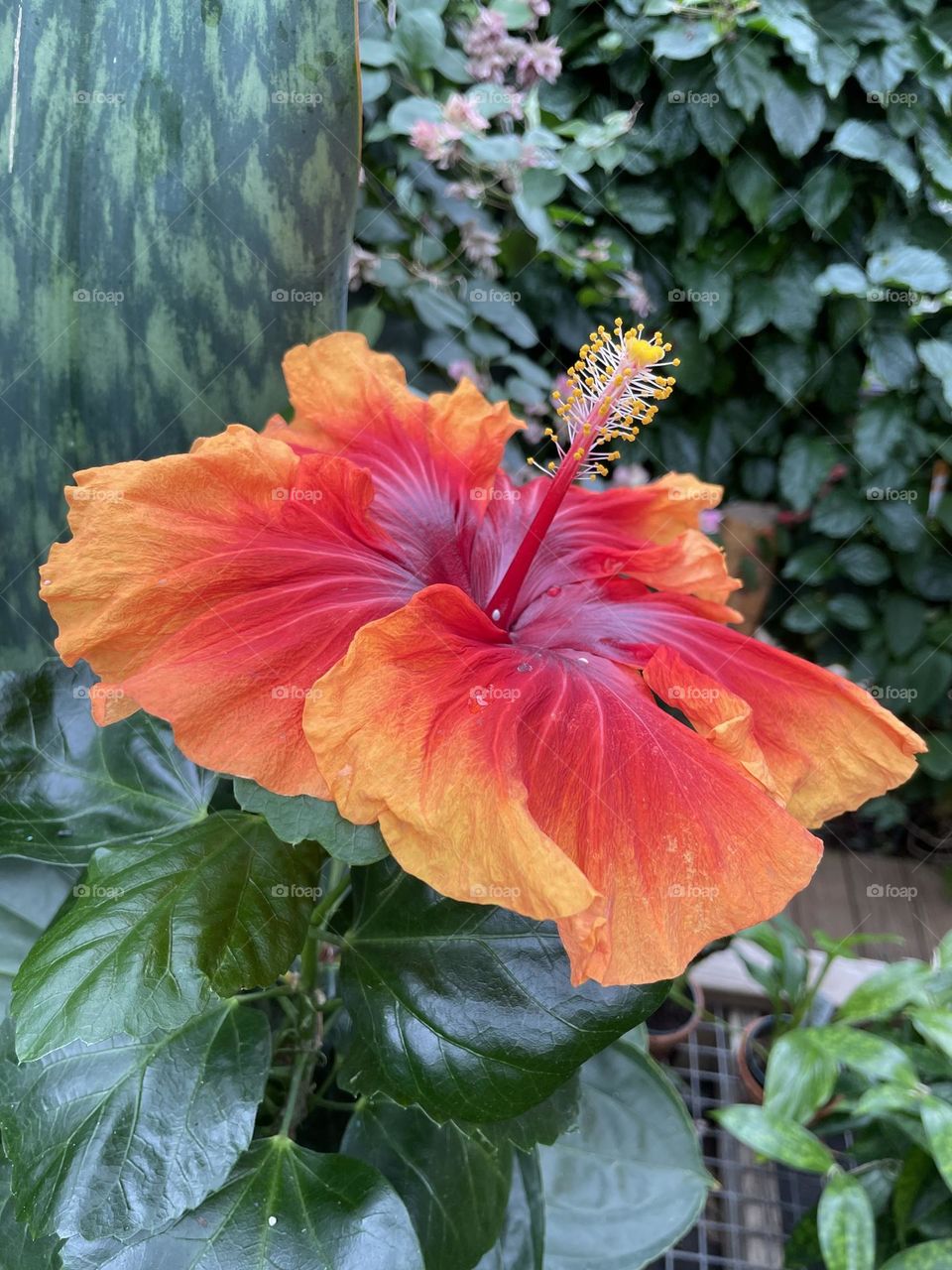 Large red and yellow tropical hibiscus 