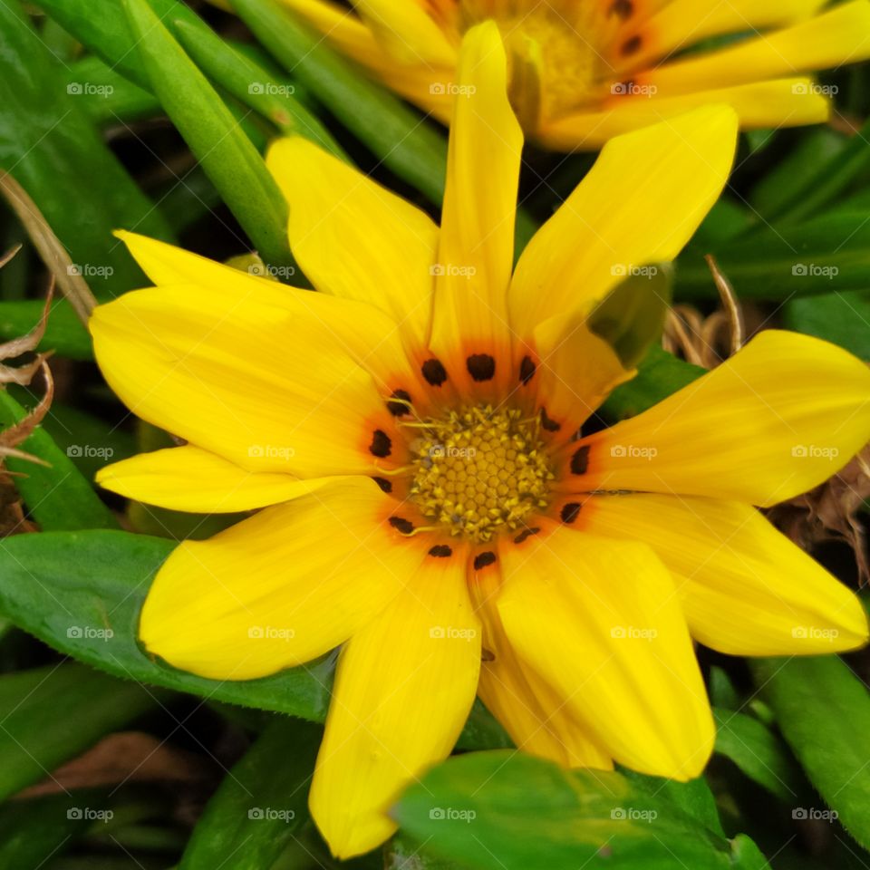 a yellow flower 🌻 click the best photography nature can be seen easily here 
best for nature related purposes