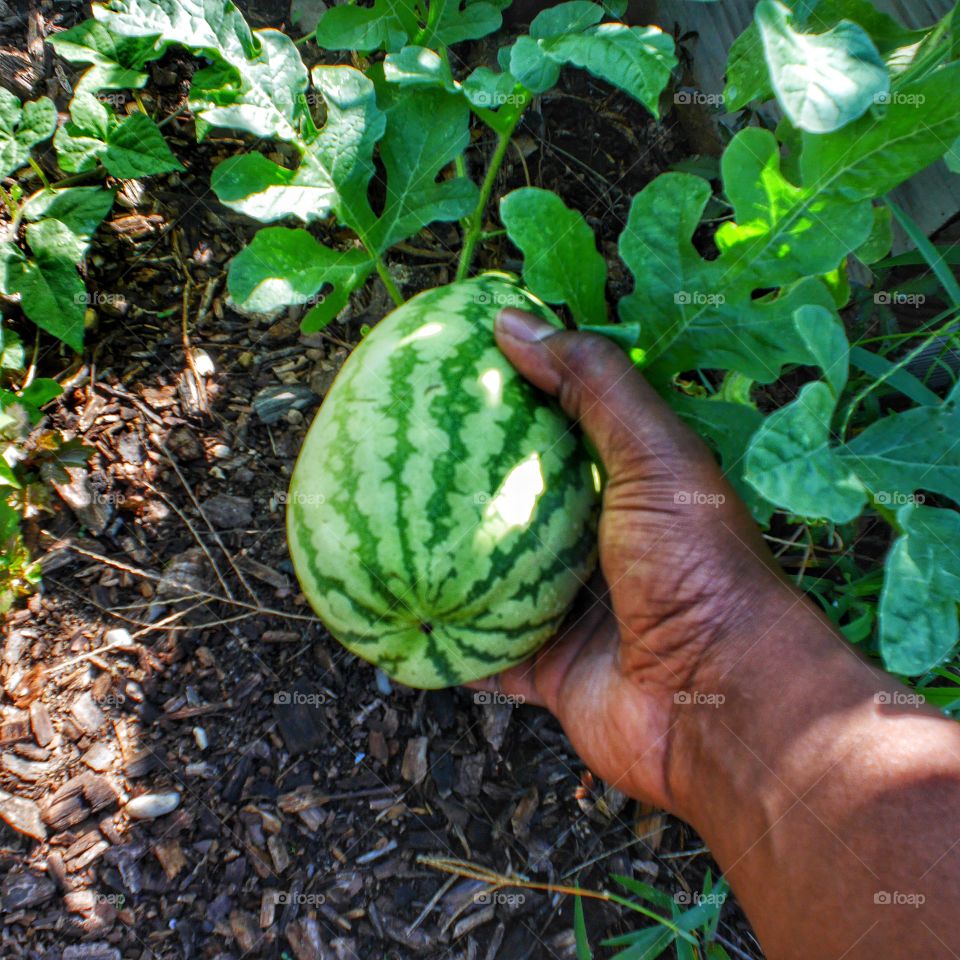 Someone checking a watermelon in a garden.