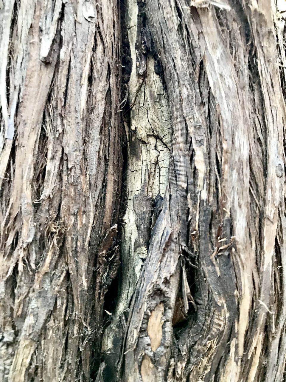 Tree log 