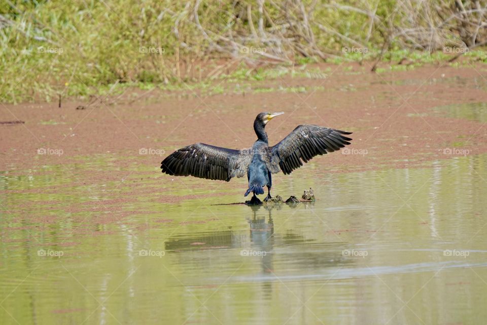 Cormorant 