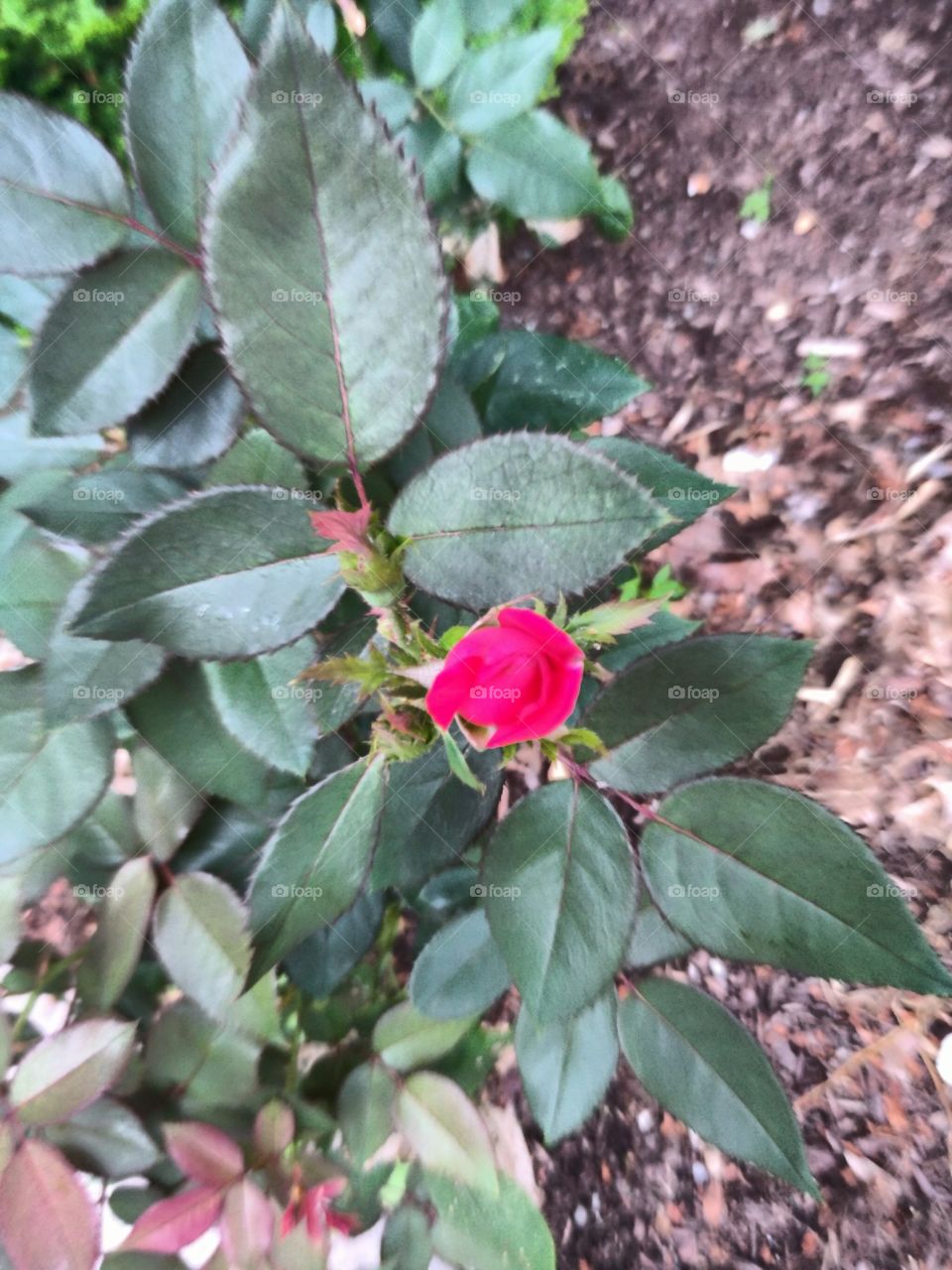 small rose beginning to bloom