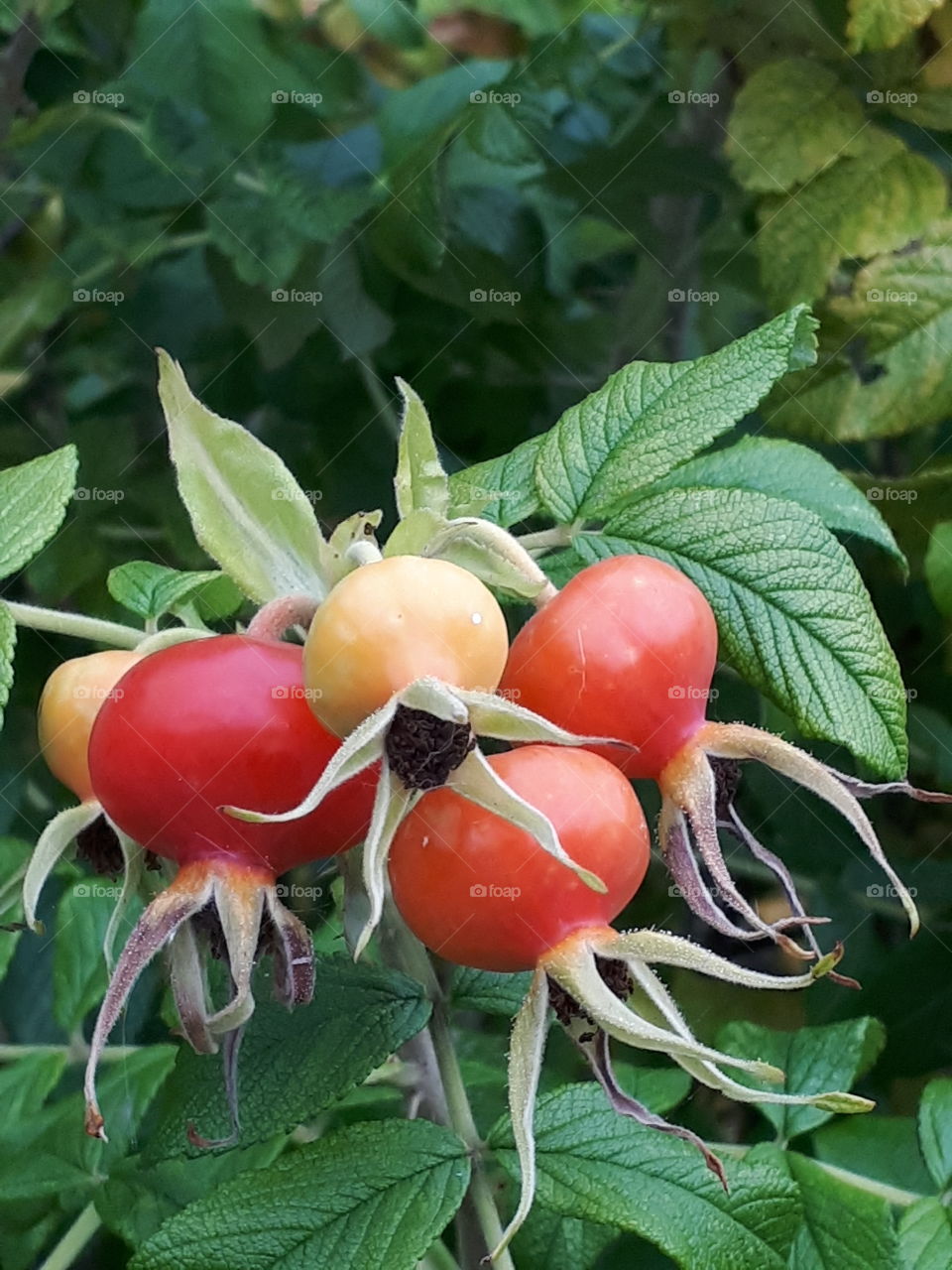 Rose Hips