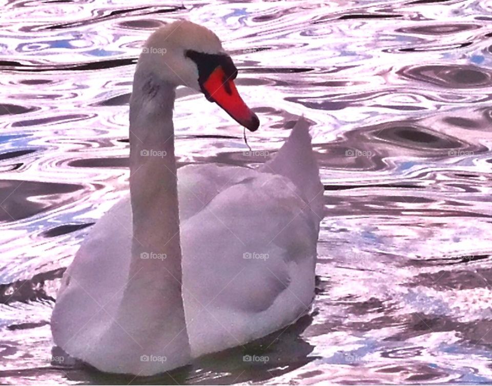 Swan