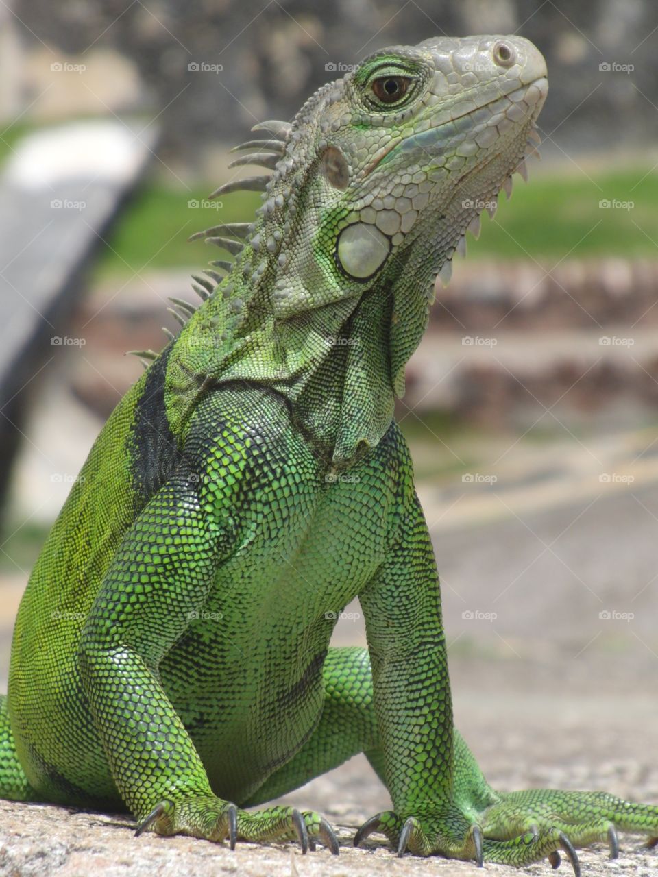 Green lizard