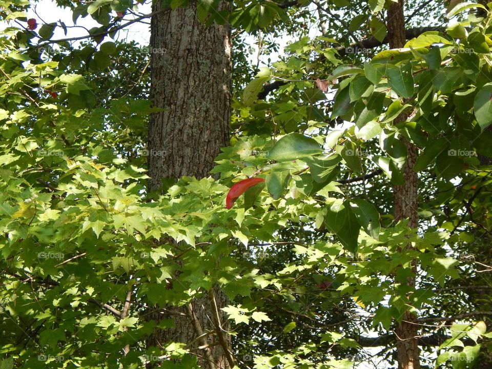 Nature’s Scenery, The Lone Red Leaf