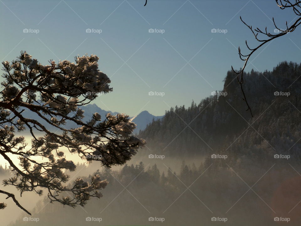 Trees against blue sky