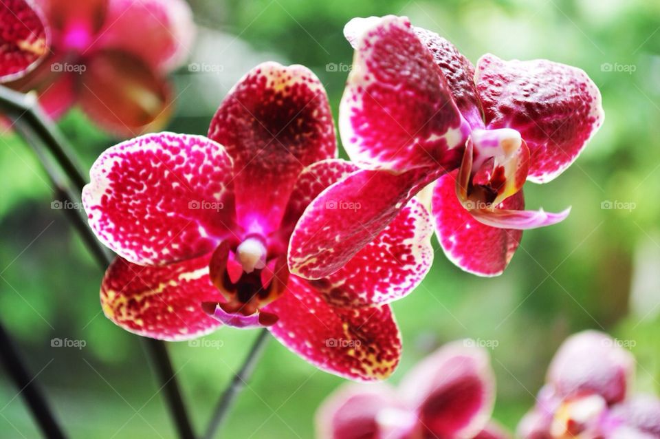Red orchid