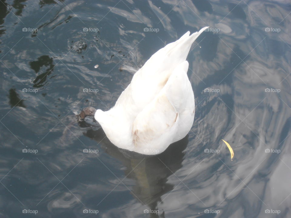 Swan Upside Down