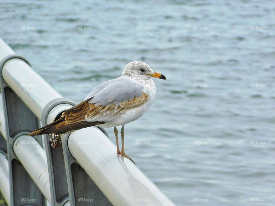 Pier at Savin Rock Beach 