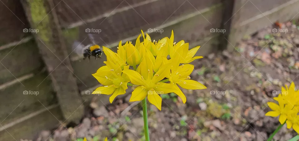 bee