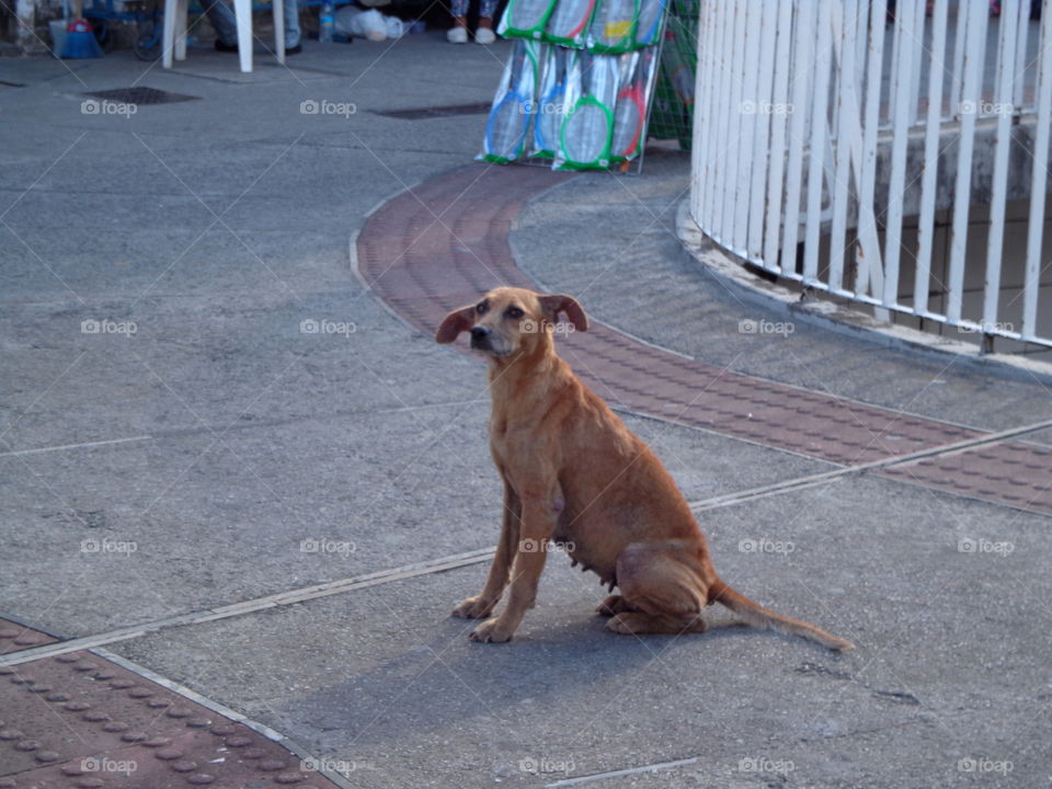 Street dog. Funny... Nice
