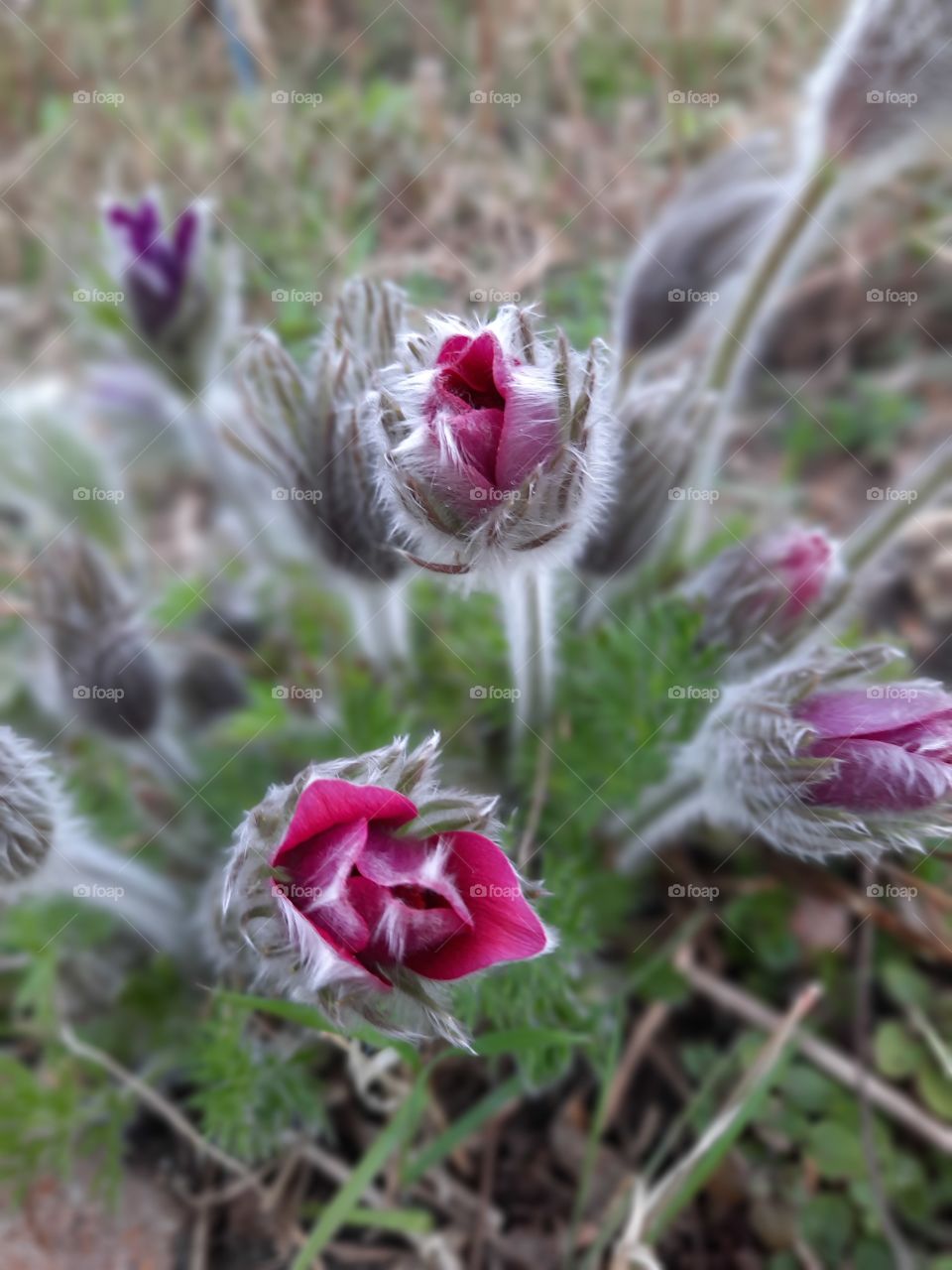 red hairy flowers of pulsatilla in spring