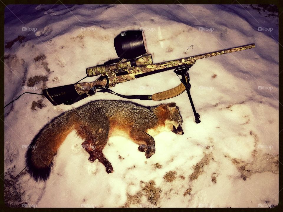 Grey Fox Hunt