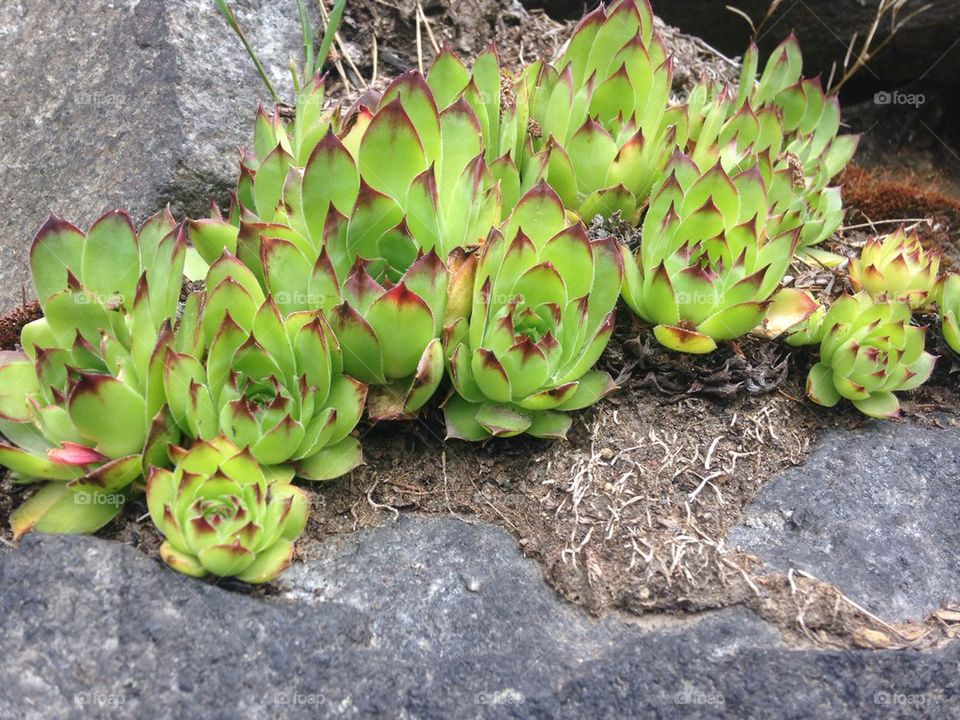 Cacti 