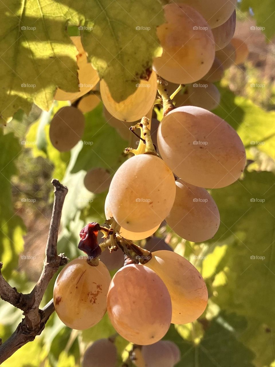 Sunny ripe grapes 