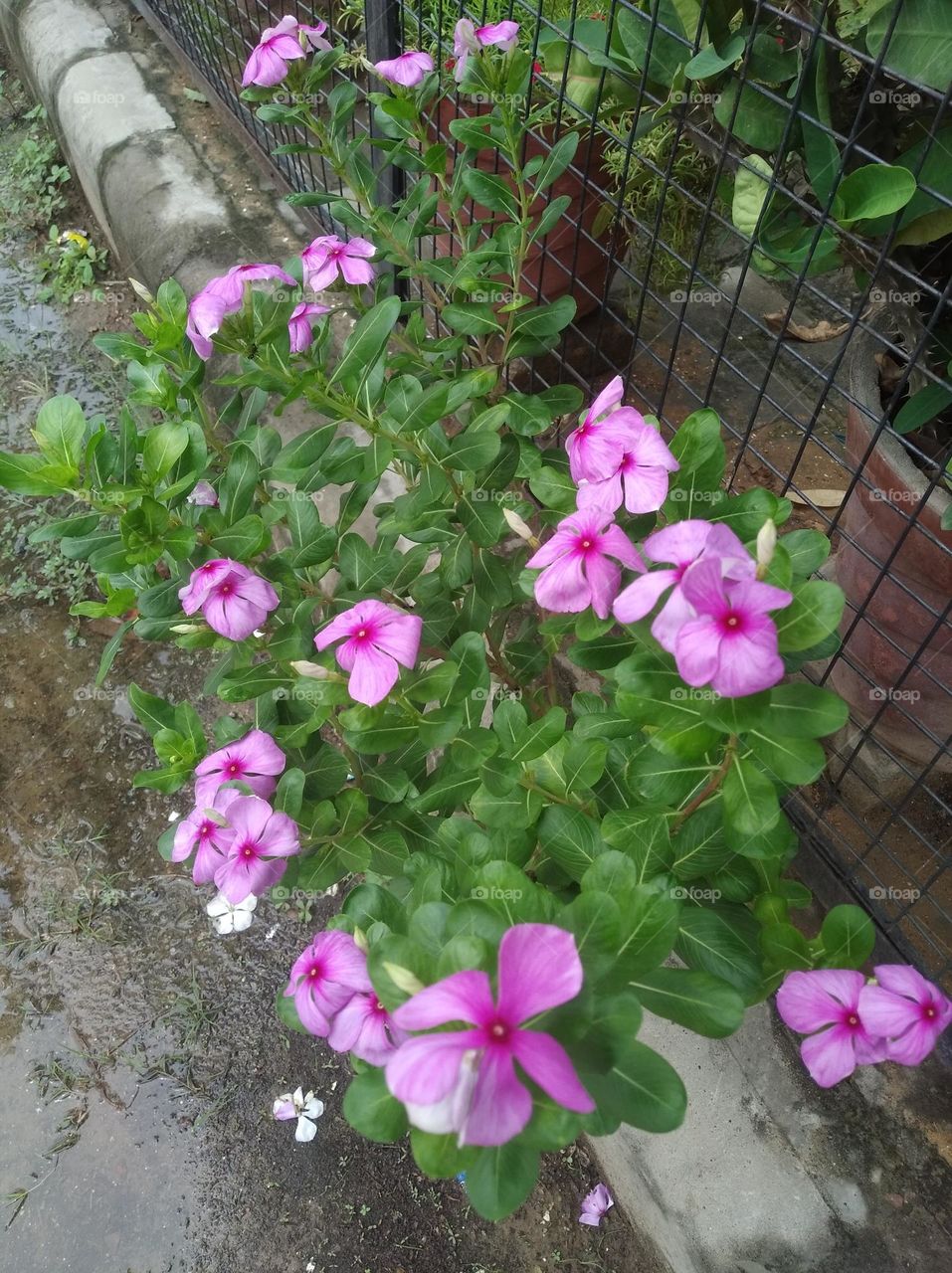 periwinkle pink flower seasonal fresh shurb small size looks very beautiful generally found everywhere seasonal