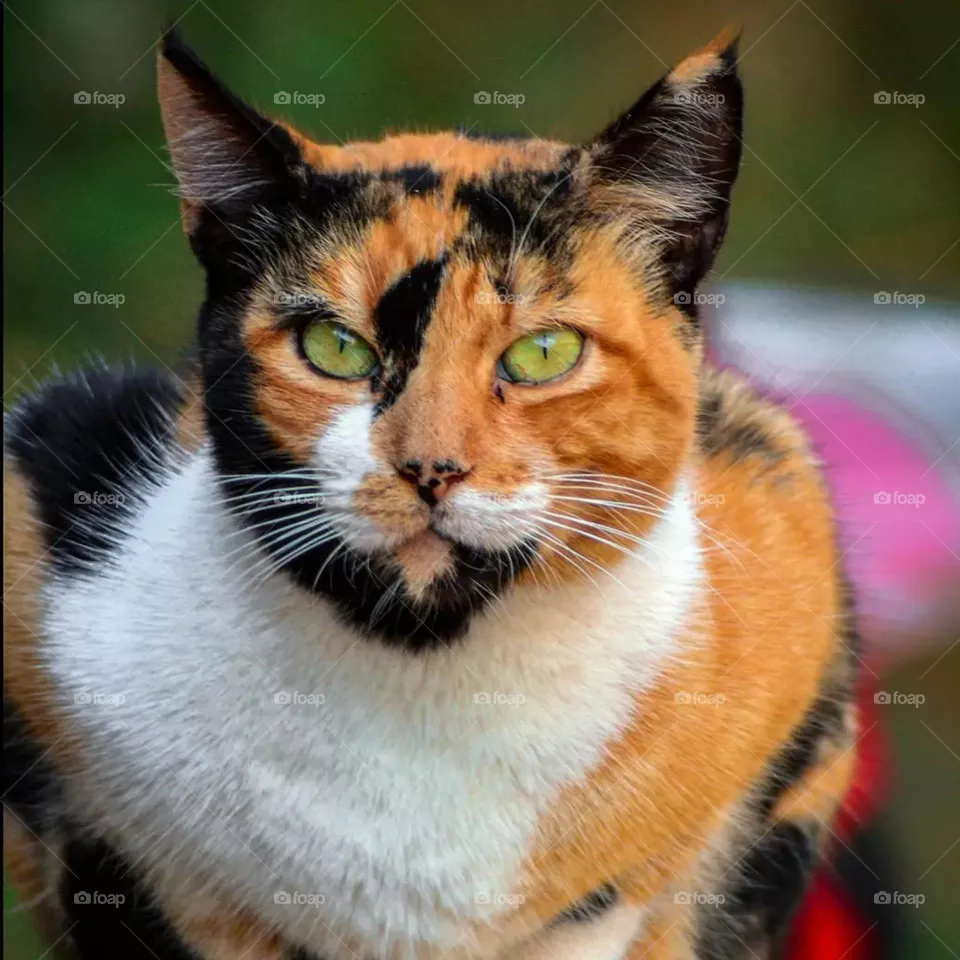 tomcat