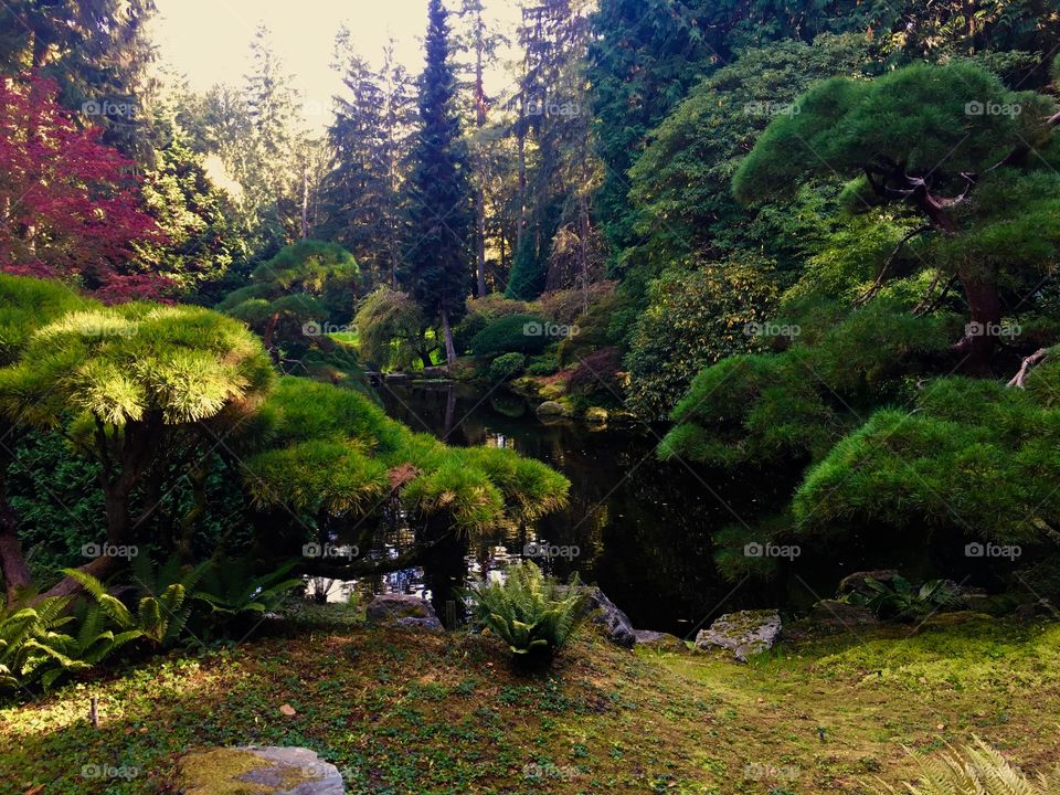 Scenic view of pond in forests