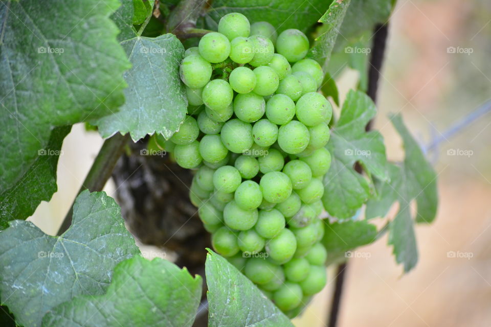 viñedo de la Toscana