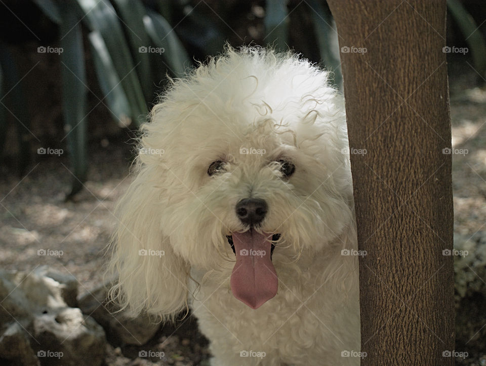 Close-up of a dog