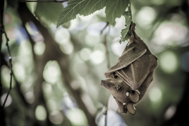 upside down fruit bat