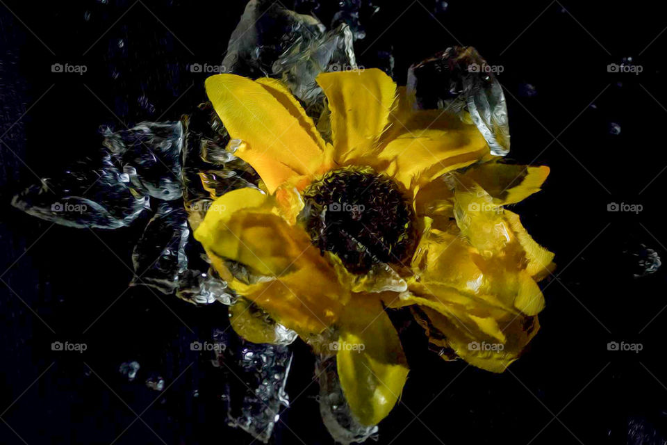 thawing sunflower