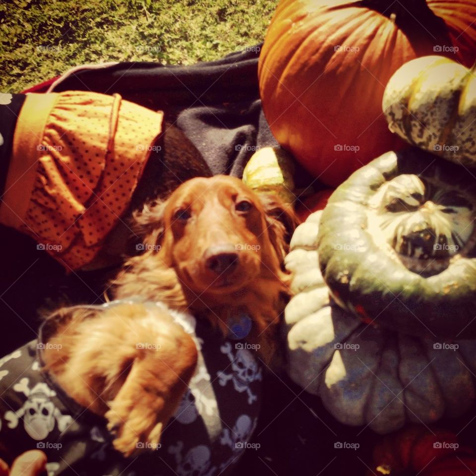 Pumpkin Pup